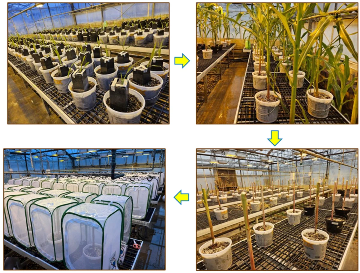 Four-panel greenhouse experiment showing potted corn plants at different stages and enclosed in mesh cages.