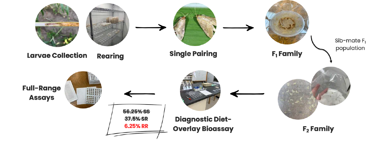 European corn borer F₂ screening workflow, from larval collection and rearing through single pairing, F₁ and F₂ families, diagnostic diet-overlay bioassays, and full-range assays.