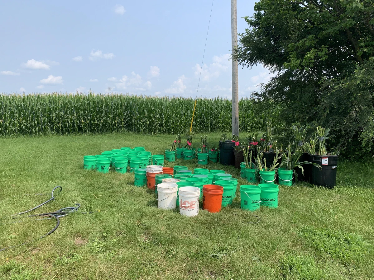 Potted corn plants and trial containers beside a corn field.