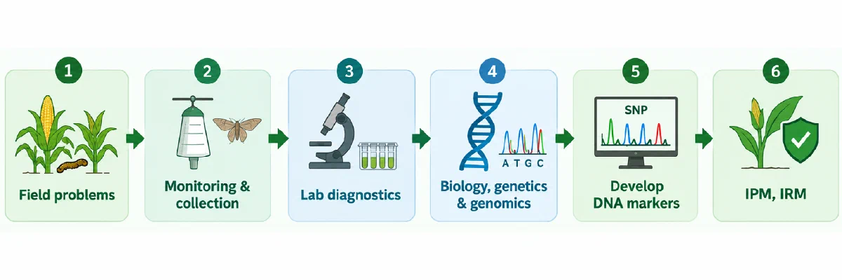 Research workflow connecting field problems, insect monitoring, laboratory diagnostics, biology and genomics, DNA markers, and pest and resistance management.